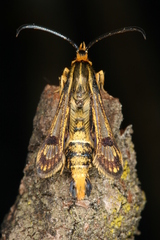 Chamaesphecia hungarica