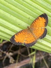 Mazia amazonica