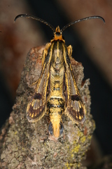 Chamaesphecia hungarica