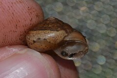 Euomphalia strigella