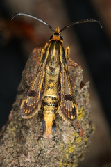 Chamaesphecia hungarica