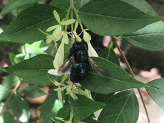 Xylocopa splendidula