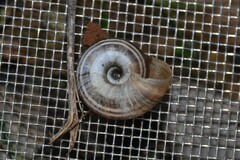Xerolenta obvia