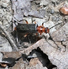 Atalantycha bilineata