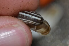 Xerolenta obvia