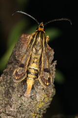 Chamaesphecia hungarica