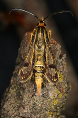 Chamaesphecia hungarica