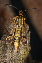 Chamaesphecia hungarica