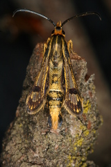 Chamaesphecia hungarica