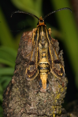 Chamaesphecia hungarica