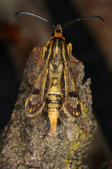 Chamaesphecia hungarica