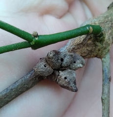 Callirhytis quercusventricosa