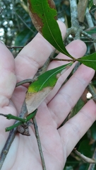Callirhytis quercusventricosa