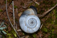 Xerolenta obvia