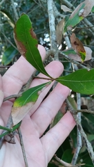 Callirhytis quercusventricosa