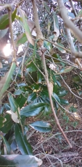 Callirhytis quercusventricosa