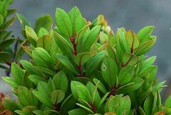 Vaccinium varingiifolium