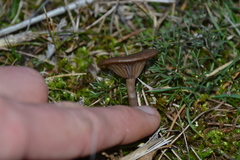 Pseudoclitocybe obbata