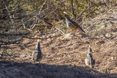 Callipepla squamata