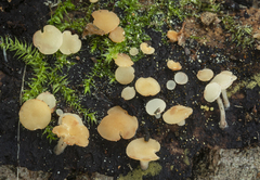 Hymenoscyphus imberbis