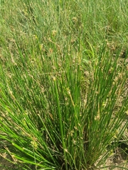 Cyperus marginatus