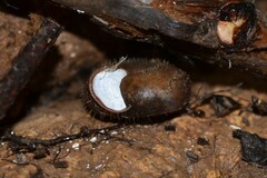 Helicodonta obvoluta