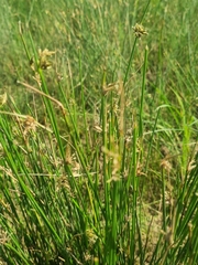 Cyperus marginatus
