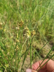 Cyperus marginatus