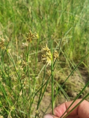 Cyperus marginatus