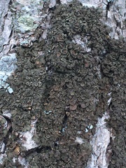 Melanohalea exasperata