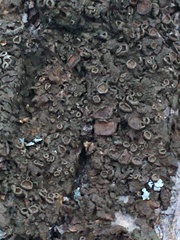 Melanohalea exasperata