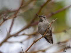 Selasphorus platycercus