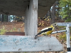 Coccothraustes vespertinus vespertinus