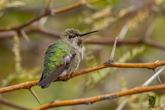 Selasphorus platycercus