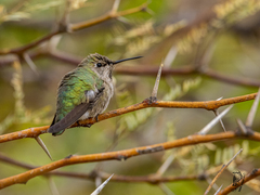 Selasphorus platycercus