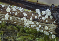 Lachnum nudipes