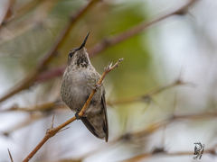 Selasphorus platycercus