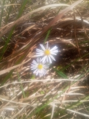 Ampelaster carolinianus