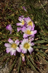 Calandrinia affinis