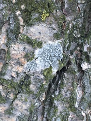Lecanora carpinea