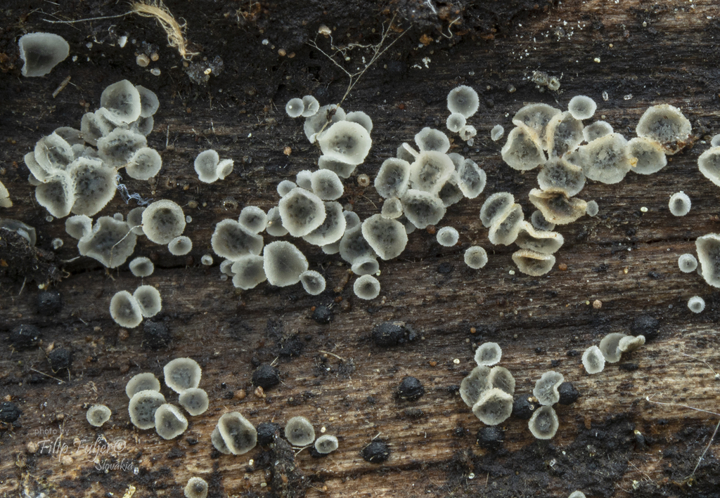 Mollisia albogrisea