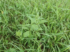 Adenophora triphylla