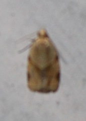 Clepsis peritana