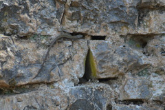 Podarcis muralis