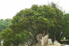 Vaccinium varingiifolium