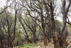 Vaccinium varingiifolium