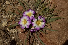 Calandrinia affinis