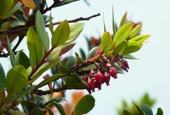 Vaccinium varingiifolium