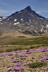 Calandrinia affinis