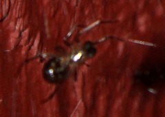 Phrurolithus